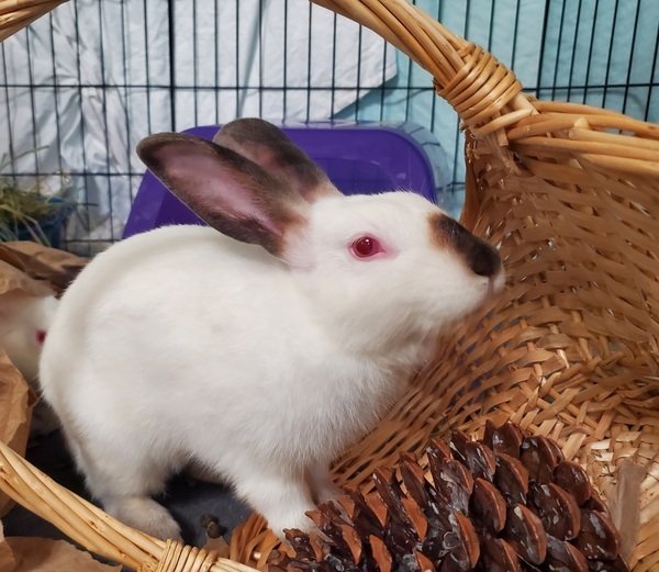 Rabbit for adoption Mailbox, a Californian Mix in Oceanside, CA