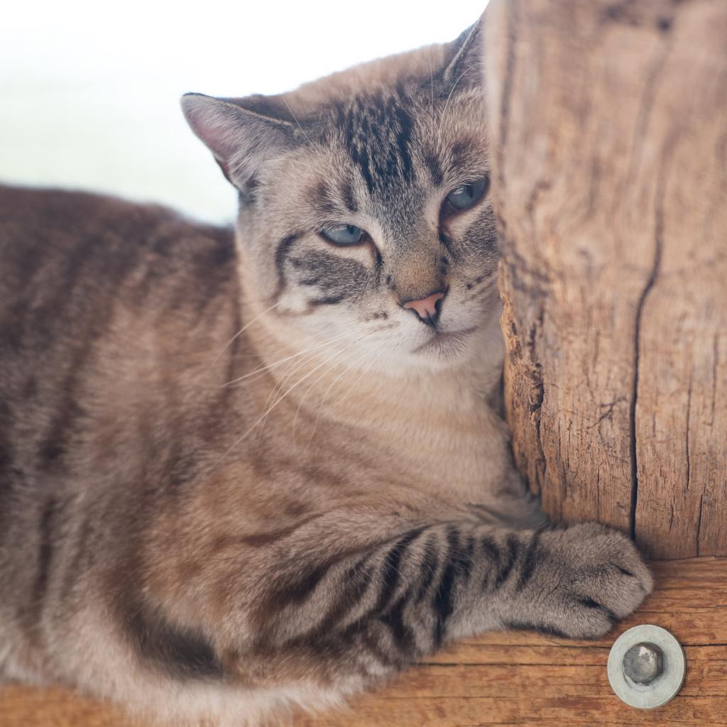 Orchid, an adoptable Domestic Short Hair in Kanab, UT, 84741 | Photo Image 2