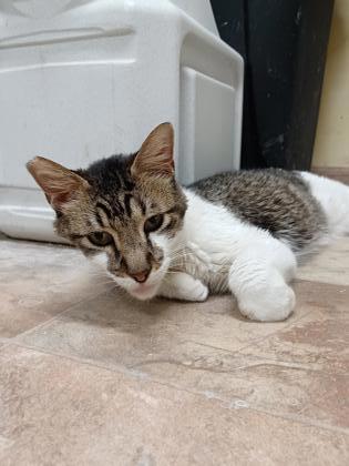 Rios, an adoptable Domestic Short Hair in San Antonio, TX, 78217 | Photo Image 3