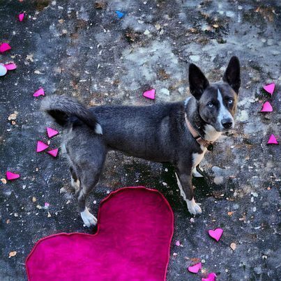 Ruby Jean #53420, an adoptable Husky in Aulac, NB, E4L 2X2 | Photo Image 2