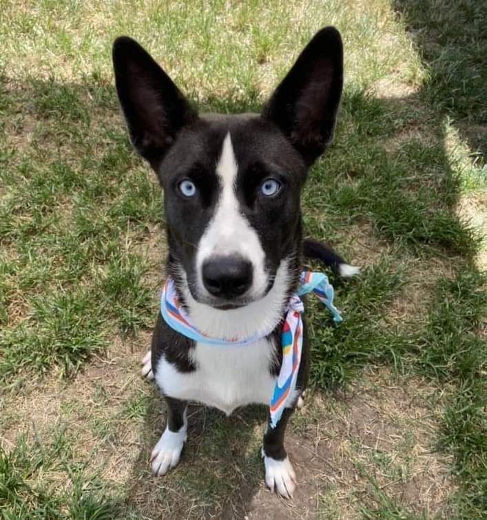 Ruby Jean #53420, an adoptable Husky in Aulac, NB, E4L 2X2 | Photo Image 5