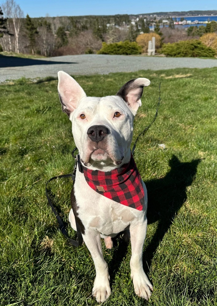 Bocephus #53437, an adoptable American Bully in Aulac, NB, E4L 2X2 | Photo Image 1