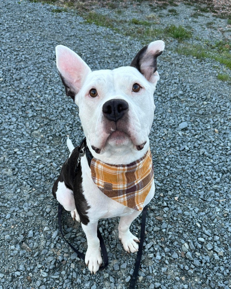 Bocephus #53437, an adoptable American Bully in Aulac, NB, E4L 2X2 | Photo Image 2