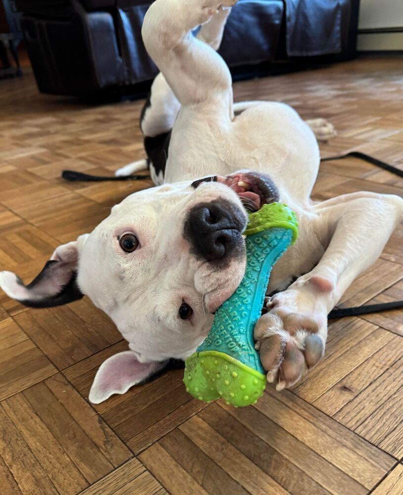 Bocephus #53437, an adoptable American Bully in Aulac, NB, E4L 2X2 | Photo Image 4