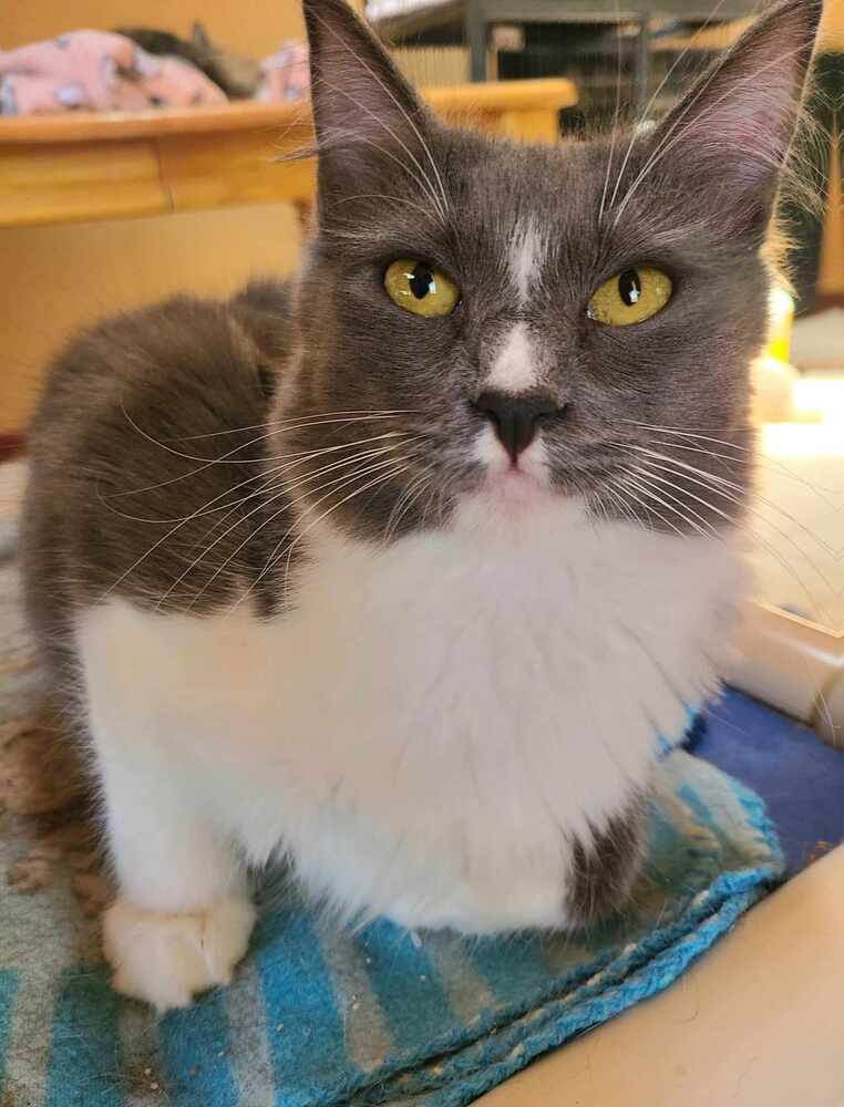 Chestnut, an adoptable Domestic Short Hair in Salinas, CA, 93905 | Photo Image 2