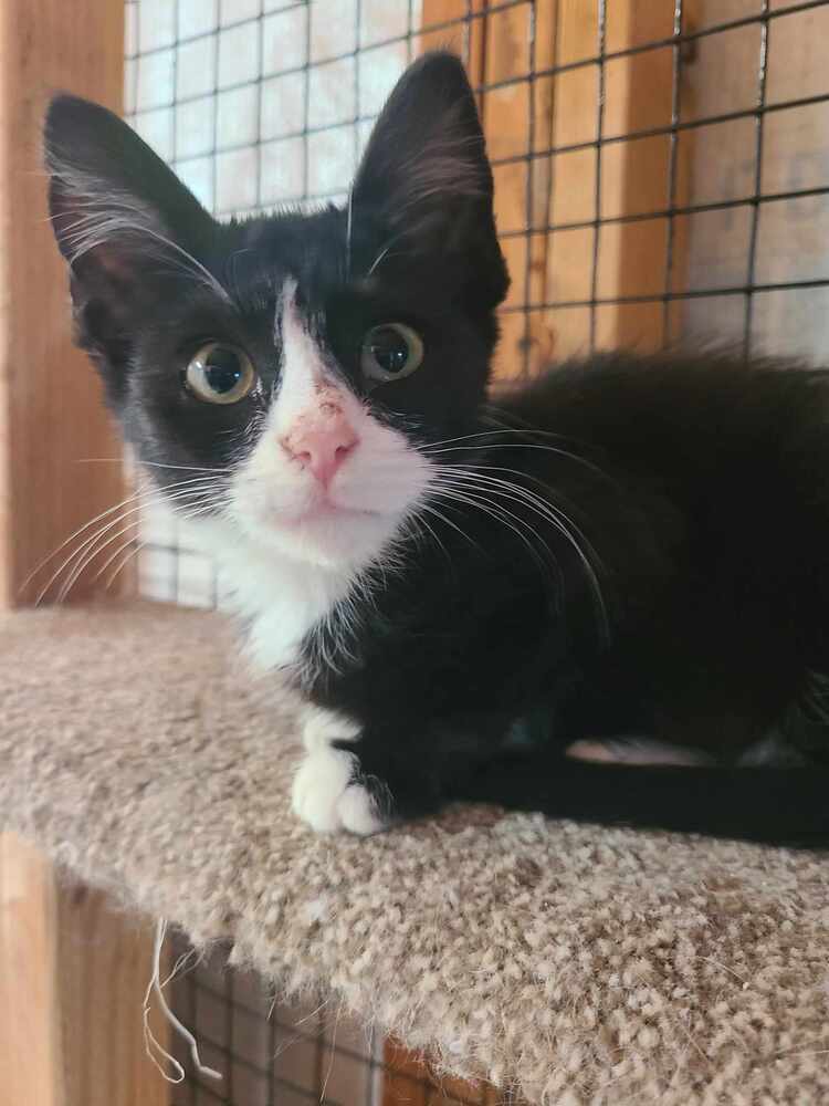 Bobby, an adoptable Domestic Short Hair in Salinas, CA, 93905 | Photo Image 1