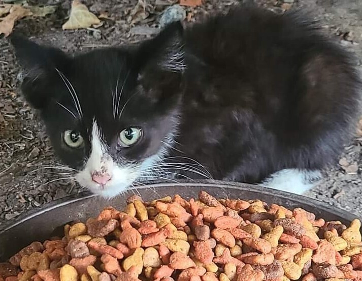 Bobby, an adoptable Domestic Short Hair in Salinas, CA, 93905 | Photo Image 2