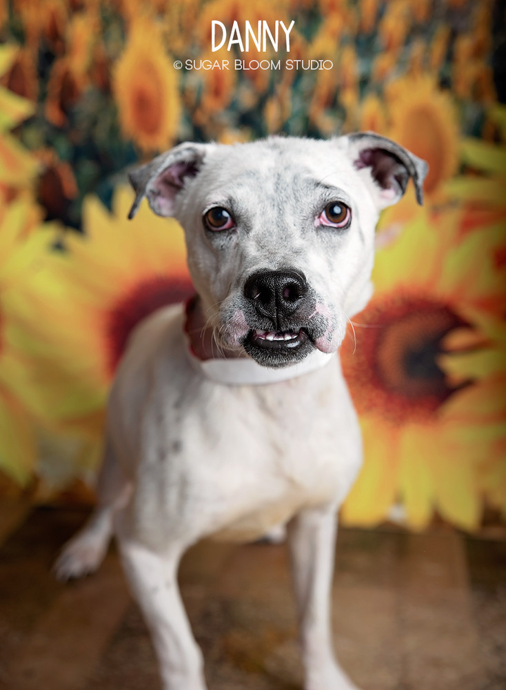 Danny, an adoptable Labrador Retriever, Australian Cattle Dog / Blue Heeler in Littleton, CO, 80126 | Photo Image 1