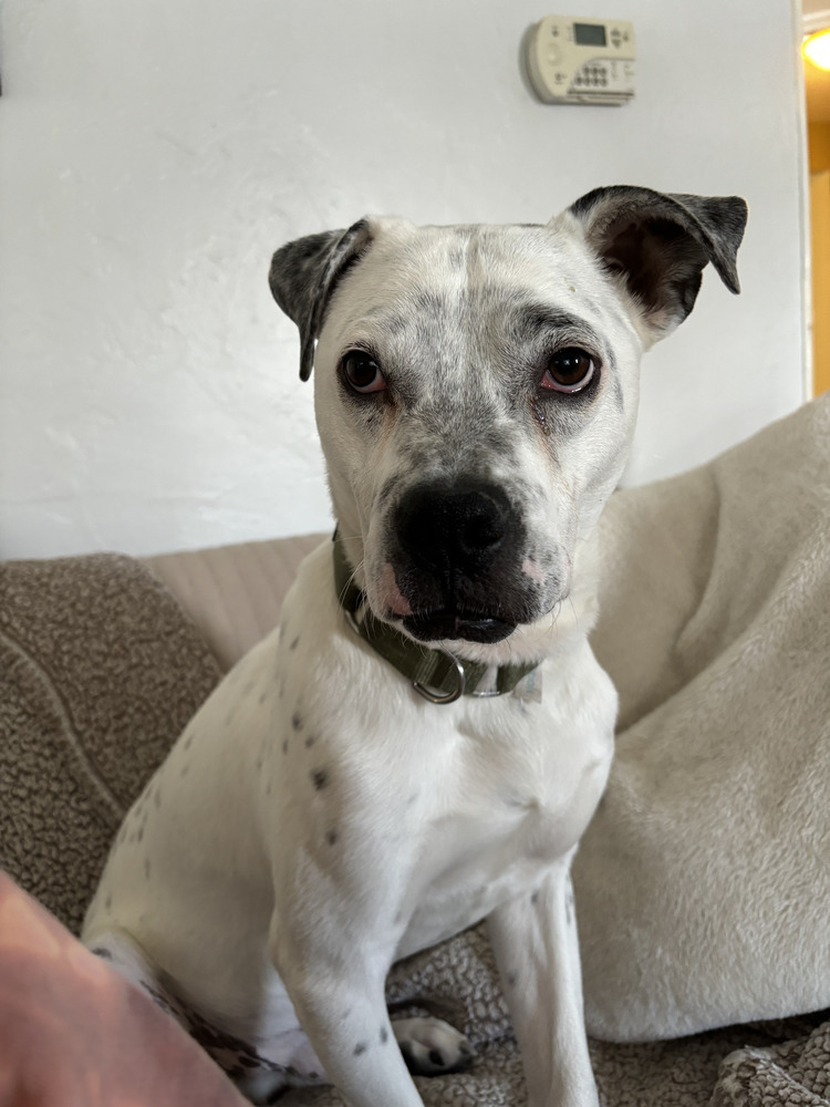 Danny, an adoptable Labrador Retriever, Australian Cattle Dog / Blue Heeler in Littleton, CO, 80126 | Photo Image 1