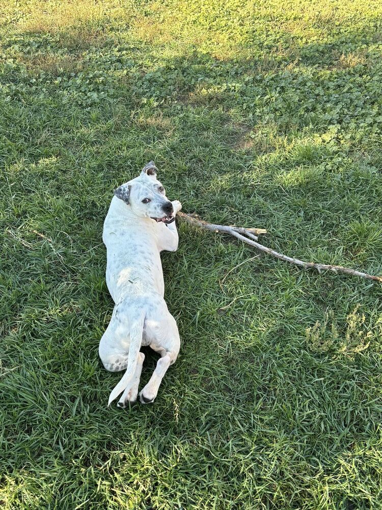 Danny, an adoptable Labrador Retriever, Australian Cattle Dog / Blue Heeler in Littleton, CO, 80126 | Photo Image 3