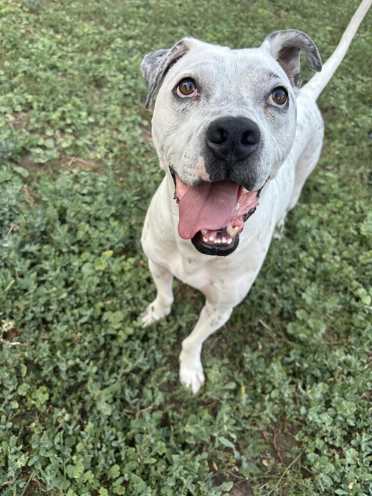 Danny, an adoptable Labrador Retriever, Australian Cattle Dog / Blue Heeler in Littleton, CO, 80126 | Photo Image 4