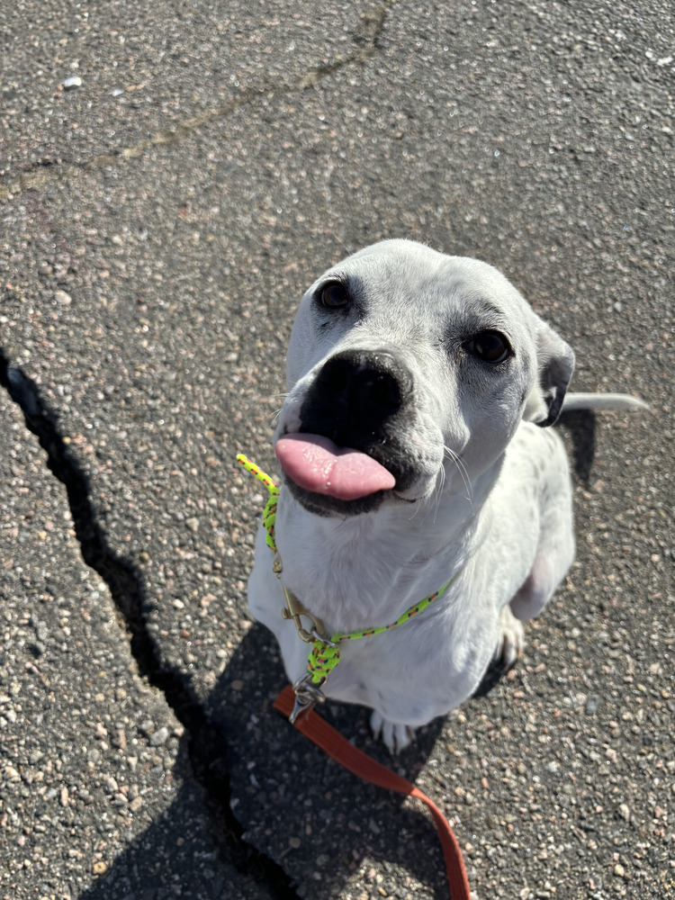 Danny, an adoptable Labrador Retriever, Australian Cattle Dog / Blue Heeler in Littleton, CO, 80126 | Photo Image 5