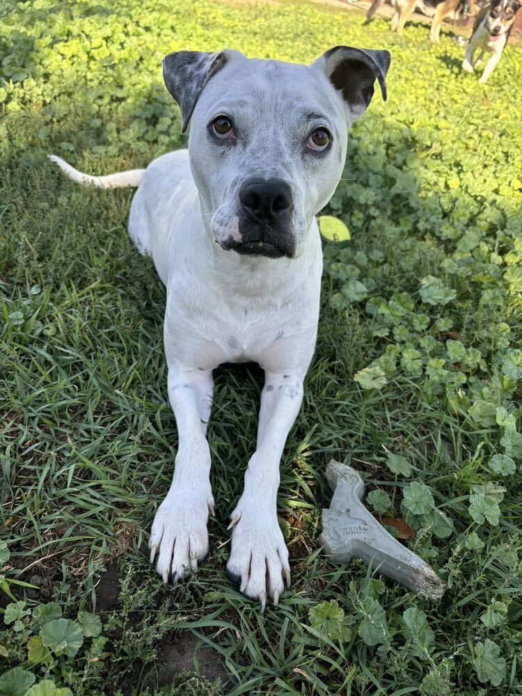 Danny, an adoptable Labrador Retriever, Australian Cattle Dog / Blue Heeler in Littleton, CO, 80126 | Photo Image 6