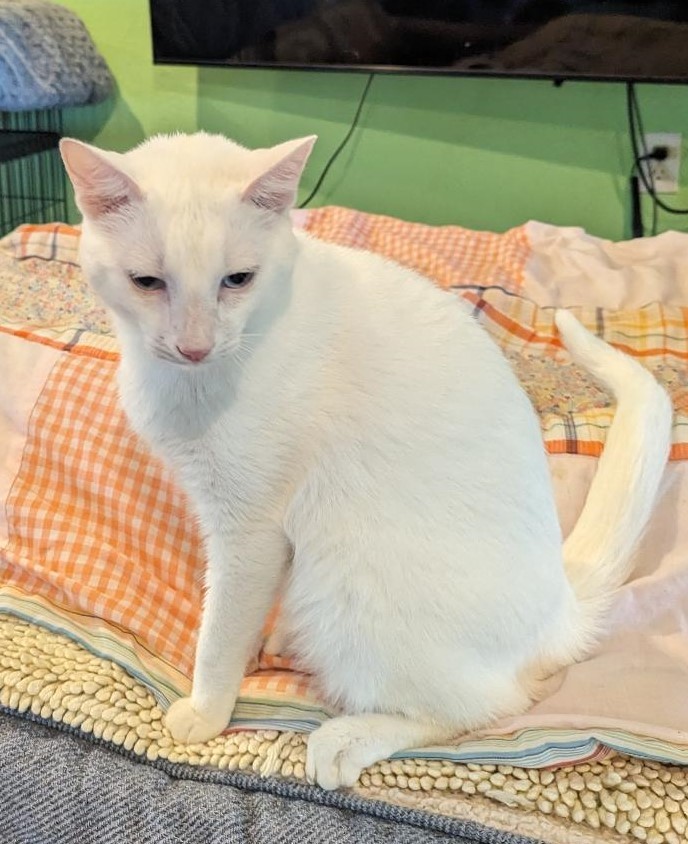 Cat for adoption SINATRA FRONTDECLAWED BLUEEYED GENTLE SWEET CAT