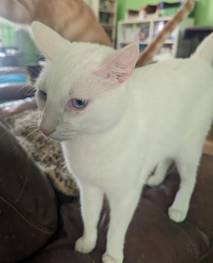 Cat for adoption SINATRA FRONTDECLAWED BLUEEYED GENTLE SWEET CAT