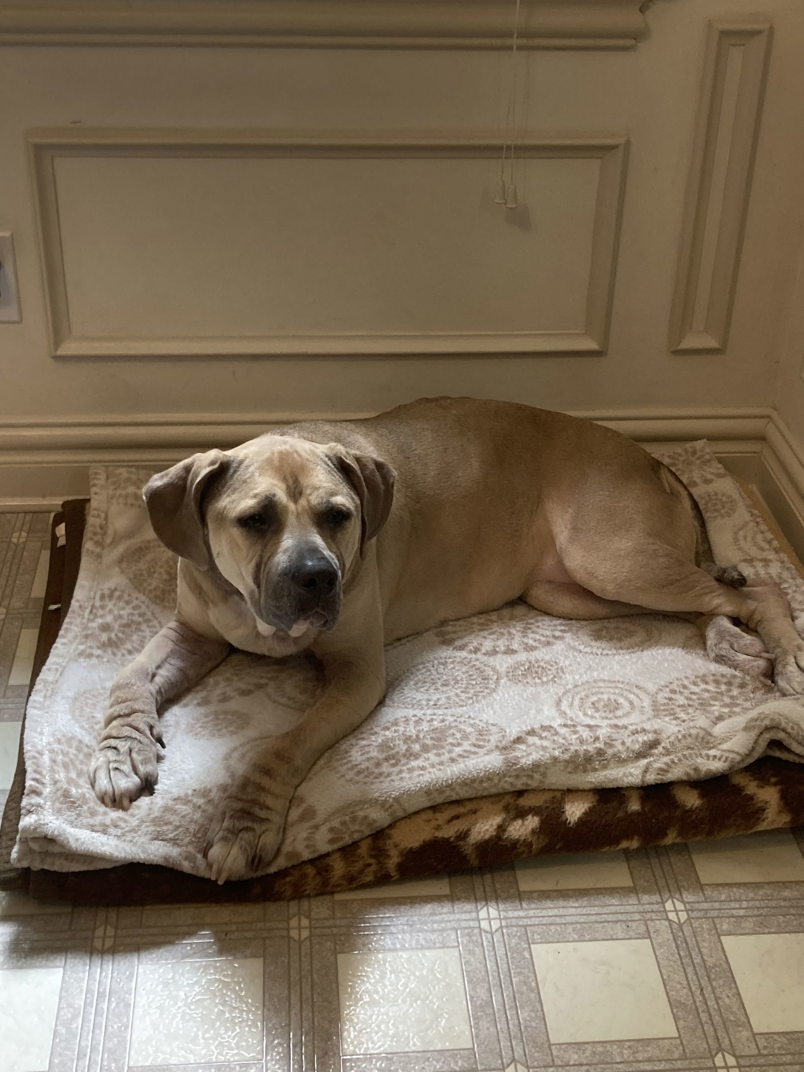 2306-1513 Lana (Off Site Foster), an adoptable Pit Bull Terrier in Virginia Beach, VA, 23451 | Photo Image 1