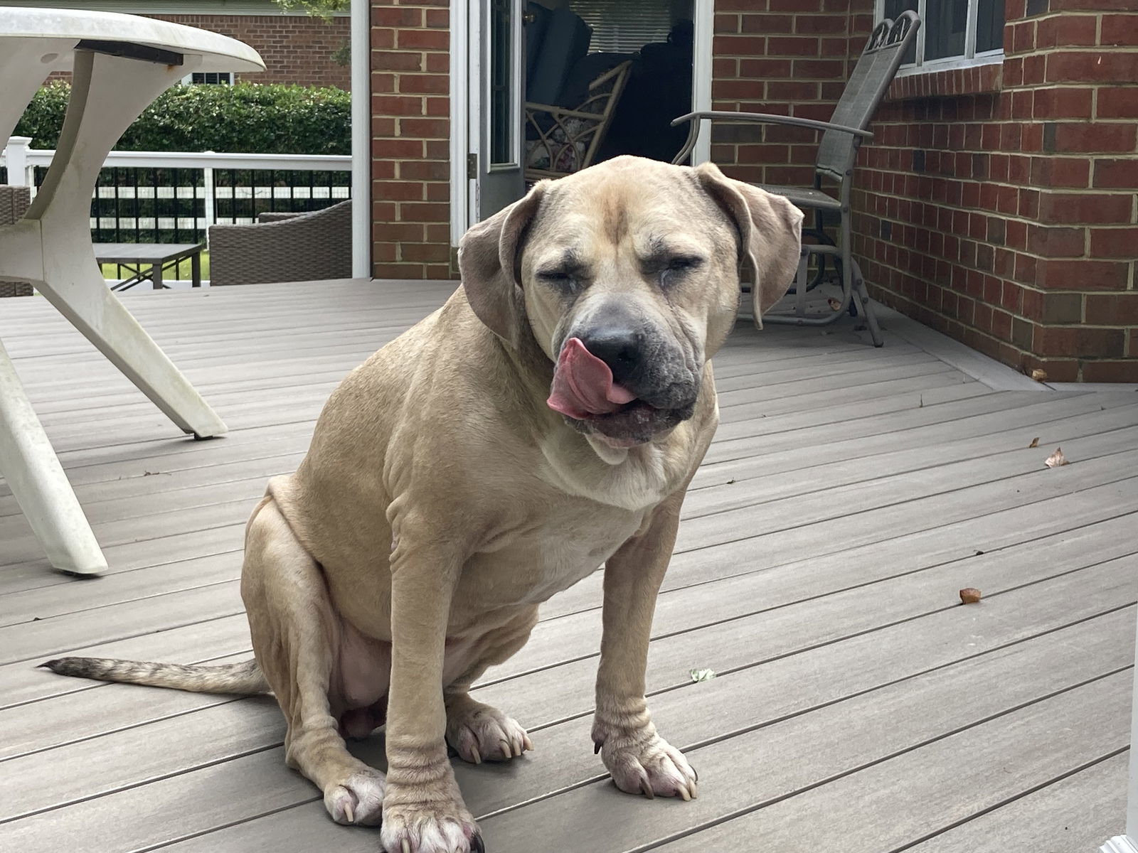 2306-1513 Lana (Off Site Foster), an adoptable Pit Bull Terrier in Virginia Beach, VA, 23451 | Photo Image 2