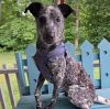 Dually - Calling all heeler enthusiasts!