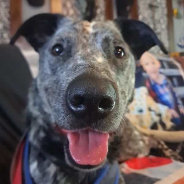 Dually - Calling all heeler enthusiasts!