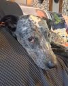 Dually - Calling all heeler enthusiasts!