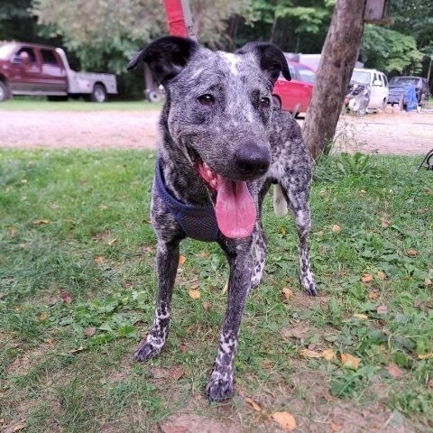 Dually - Calling all Heeler Enthusiasts!