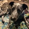 Dually - Calling all Heeler Enthusiasts!