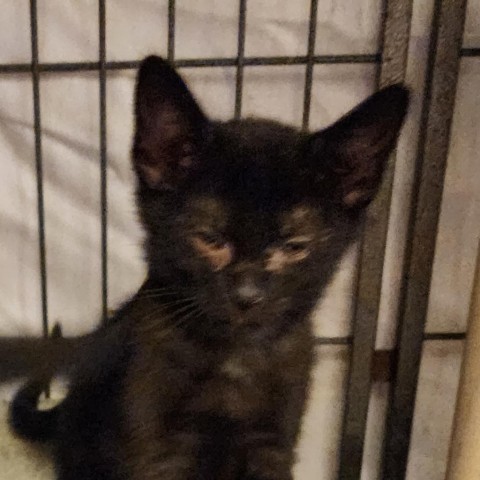 Poppy, an adoptable Domestic Short Hair in Sand Springs, OK, 74063 | Photo Image 2