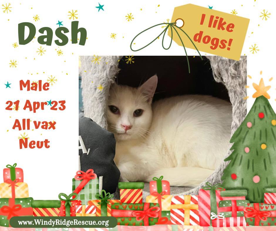 Dash, an adoptable Domestic Short Hair in Sumter, SC, 29150 | Photo Image 1