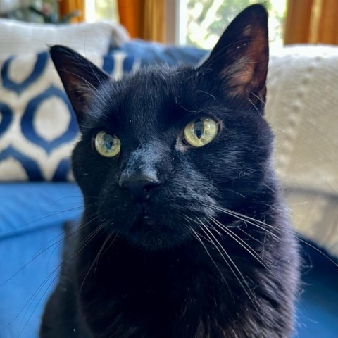 Juniper Berry, an adoptable Domestic Medium Hair in St. Louis, MO, 63103 | Photo Image 1