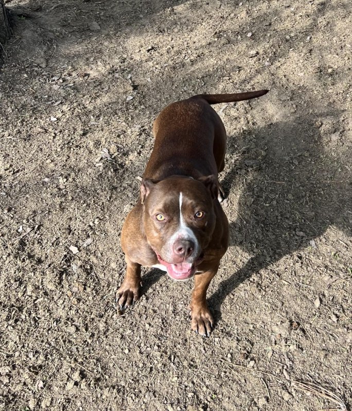 Charlie, an adoptable Pit Bull Terrier in Independence, MN, 55359 | Photo Image 2