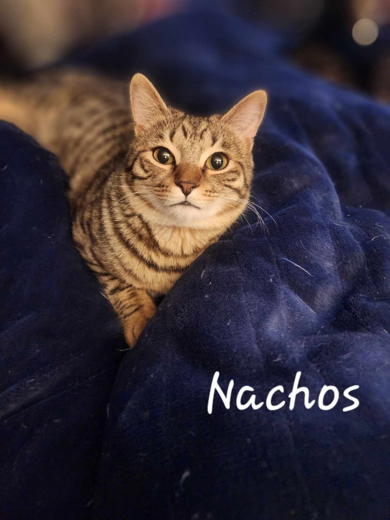 Nachos