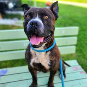 GUMBO Pit Bull Terrier Dog