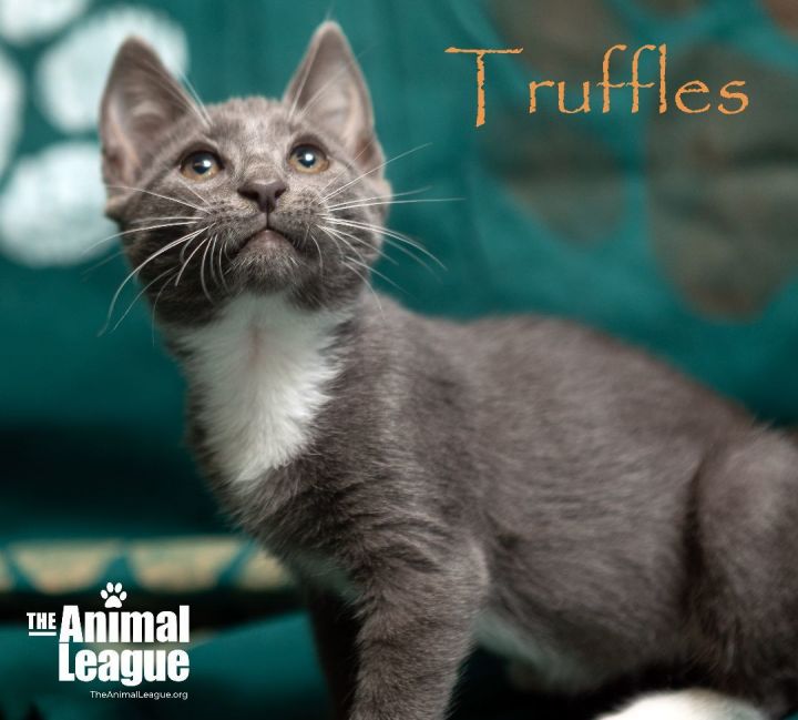 Truffles, an adopted Russian Blue & Domestic Short Hair Mix in Clermont, FL_image-2