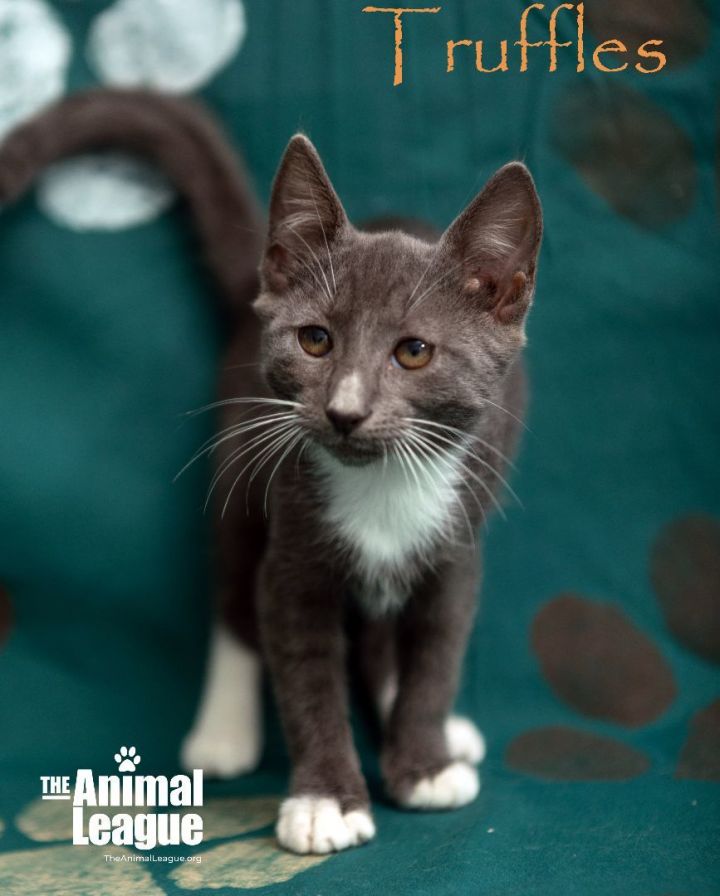 Truffles, an adopted Russian Blue & Domestic Short Hair Mix in Clermont, FL_image-1