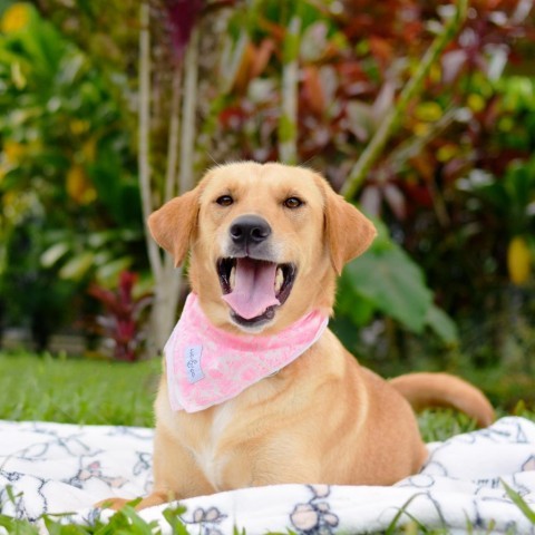 Didi, an adoptable Mixed Breed in Kailua Kona, HI, 96740 | Photo Image 2