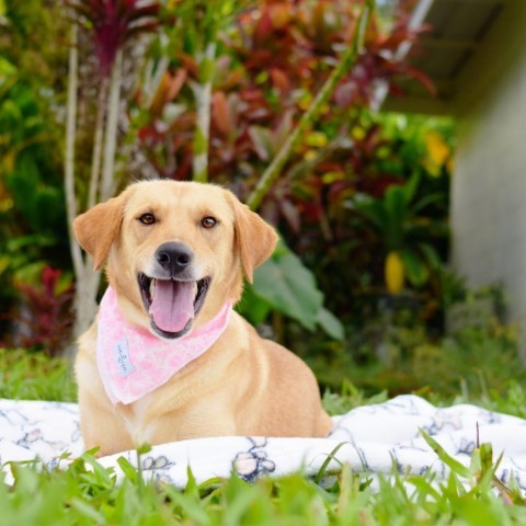 Didi, an adoptable Mixed Breed in Kailua Kona, HI, 96740 | Photo Image 3