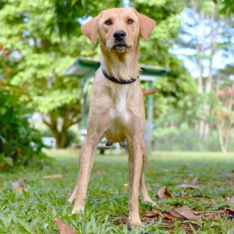 Didi, an adoptable Mixed Breed in Kailua Kona, HI, 96740 | Photo Image 4