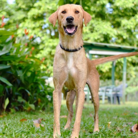 Didi, an adoptable Mixed Breed in Kailua Kona, HI, 96740 | Photo Image 5