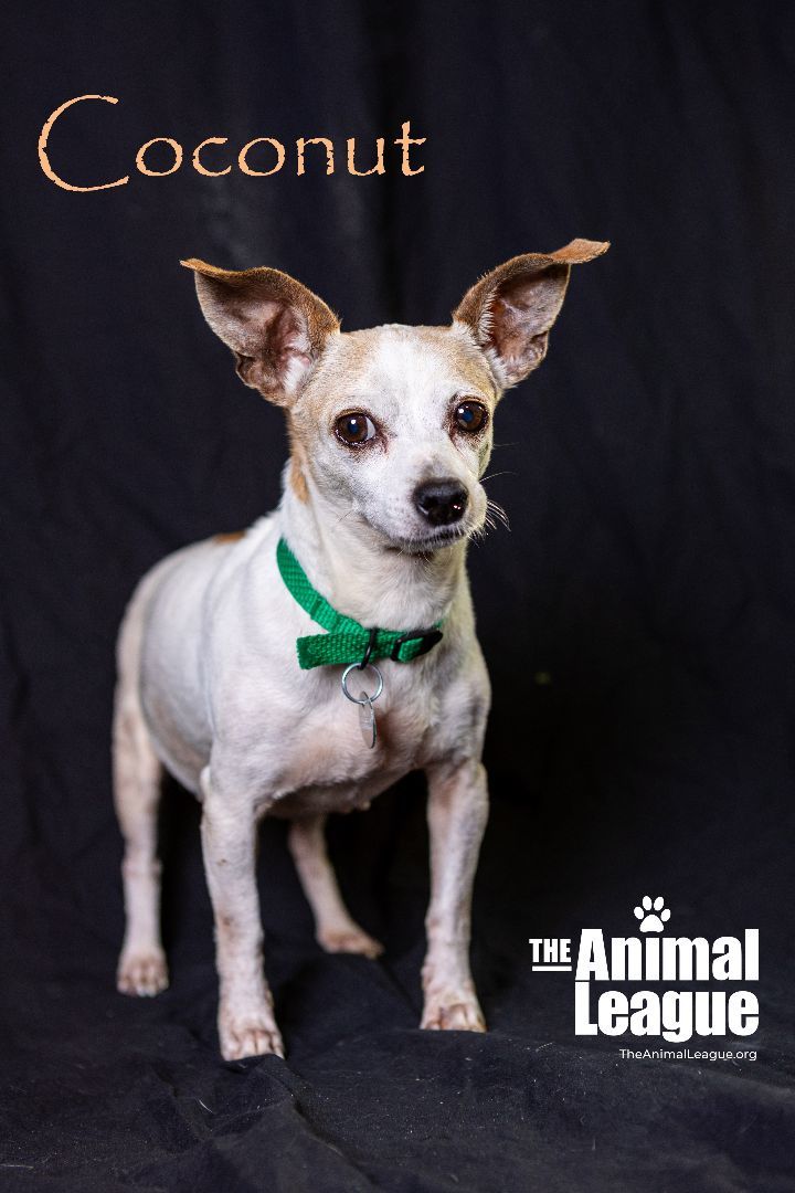 Coconut, an adoptable Chihuahua Mix in Clermont, FL_image-1
