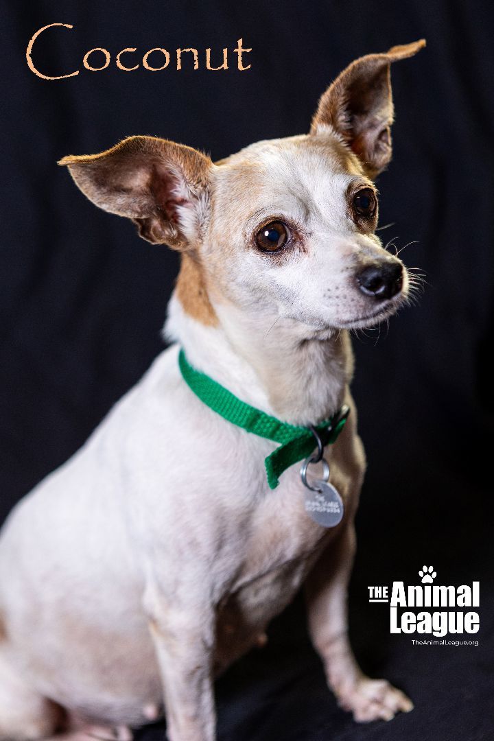Coconut, an adoptable Chihuahua Mix in Clermont, FL_image-4
