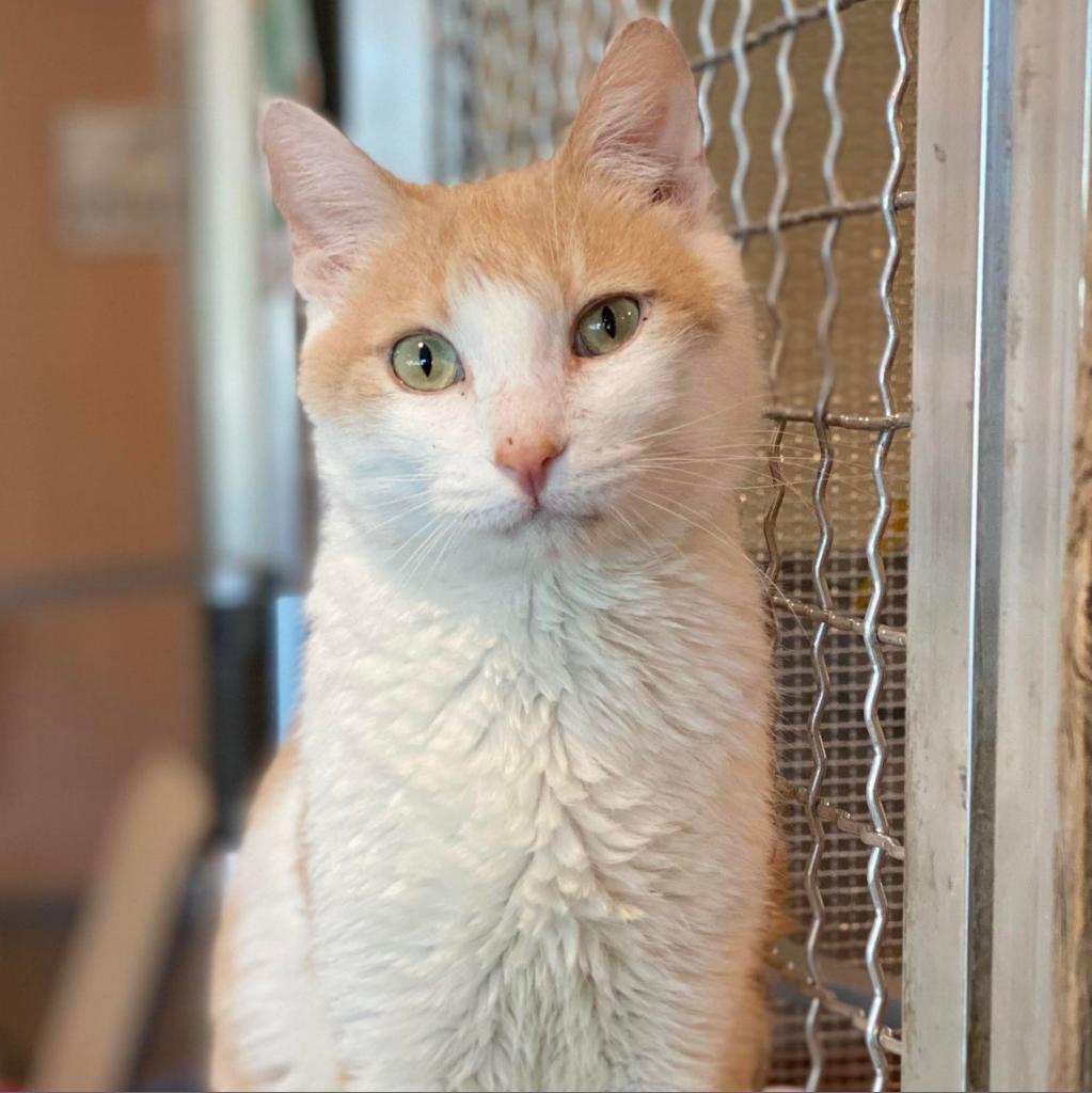 King Augeas, an adoptable Domestic Short Hair in Tucson, AZ, 85711 | Photo Image 1