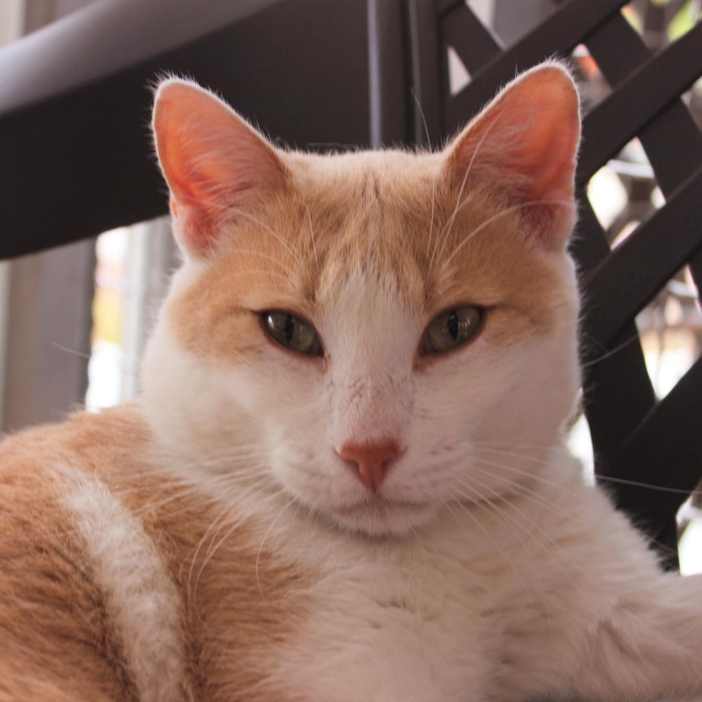 King Augeas, an adoptable Domestic Short Hair in Tucson, AZ, 85711 | Photo Image 2