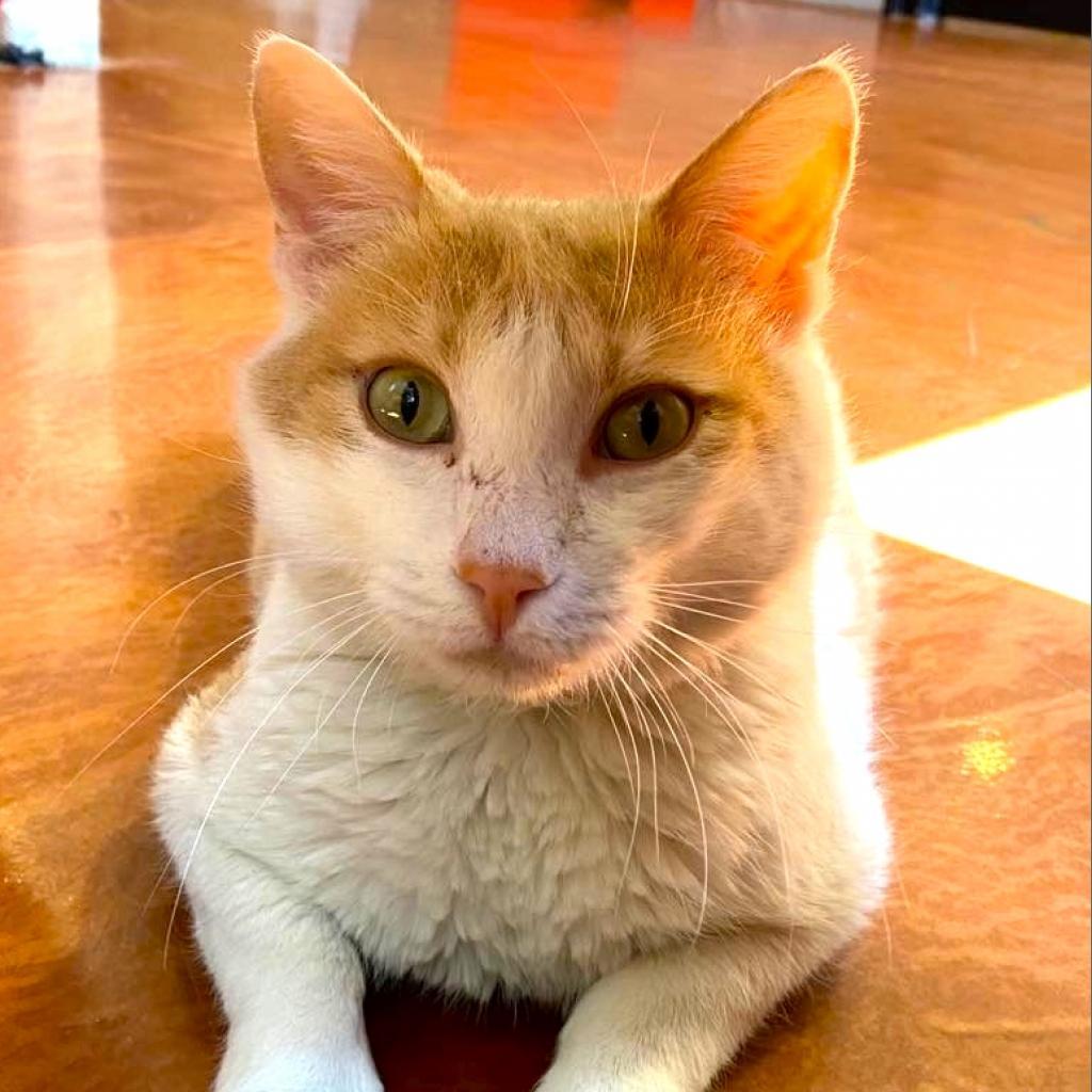 King Augeas, an adoptable Domestic Short Hair in Tucson, AZ, 85711 | Photo Image 3