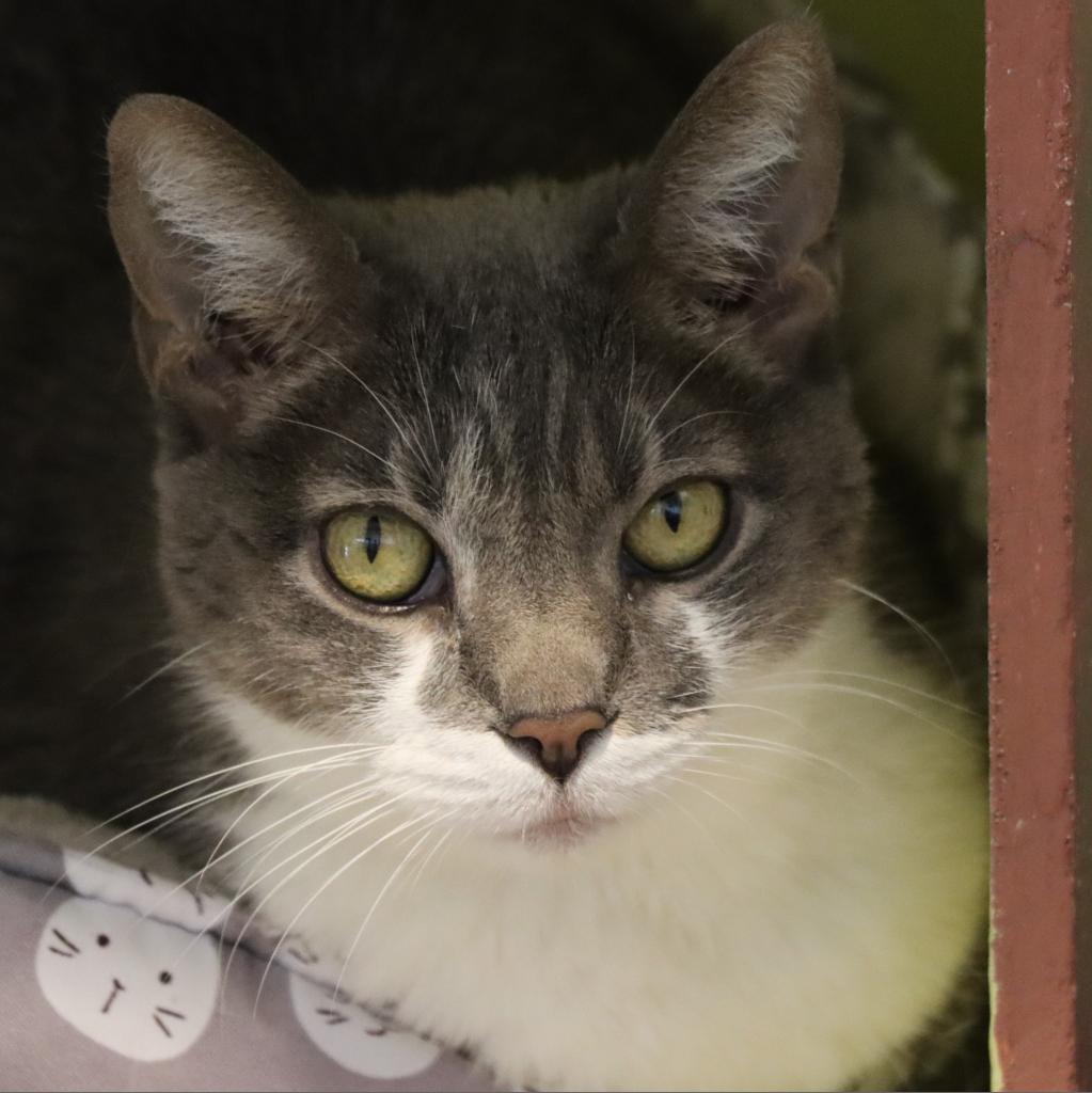 Nellie, an adoptable Domestic Short Hair in Tucson, AZ, 85711 | Photo Image 1