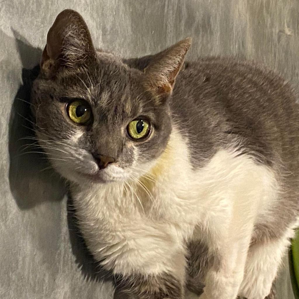Nellie, an adoptable Domestic Short Hair in Tucson, AZ, 85711 | Photo Image 2