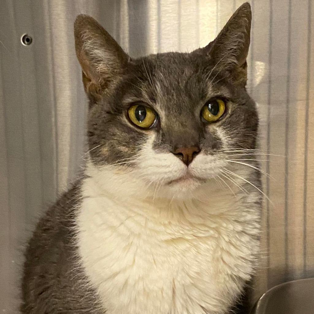 Nellie, an adoptable Domestic Short Hair in Tucson, AZ, 85711 | Photo Image 3