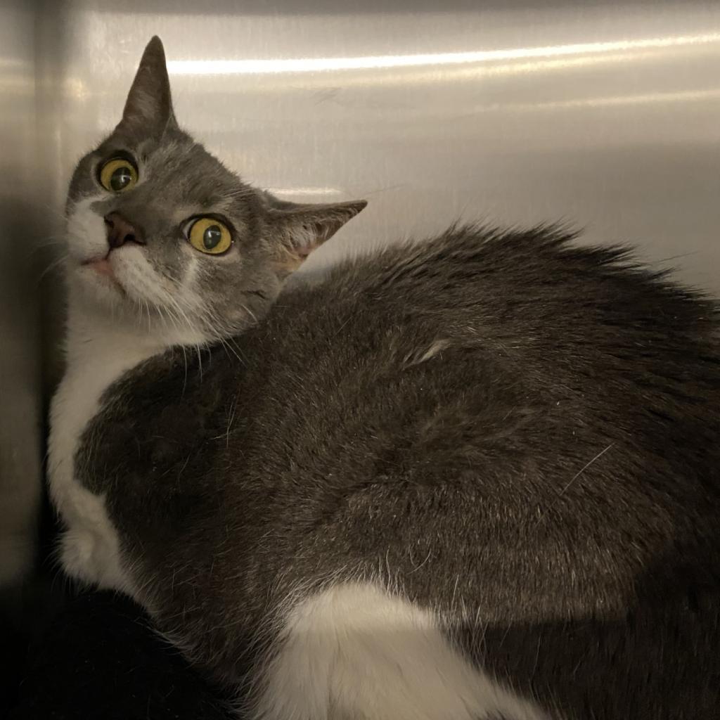 Nellie, an adoptable Domestic Short Hair in Tucson, AZ, 85711 | Photo Image 4