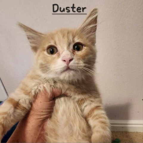 Duster Casper 2