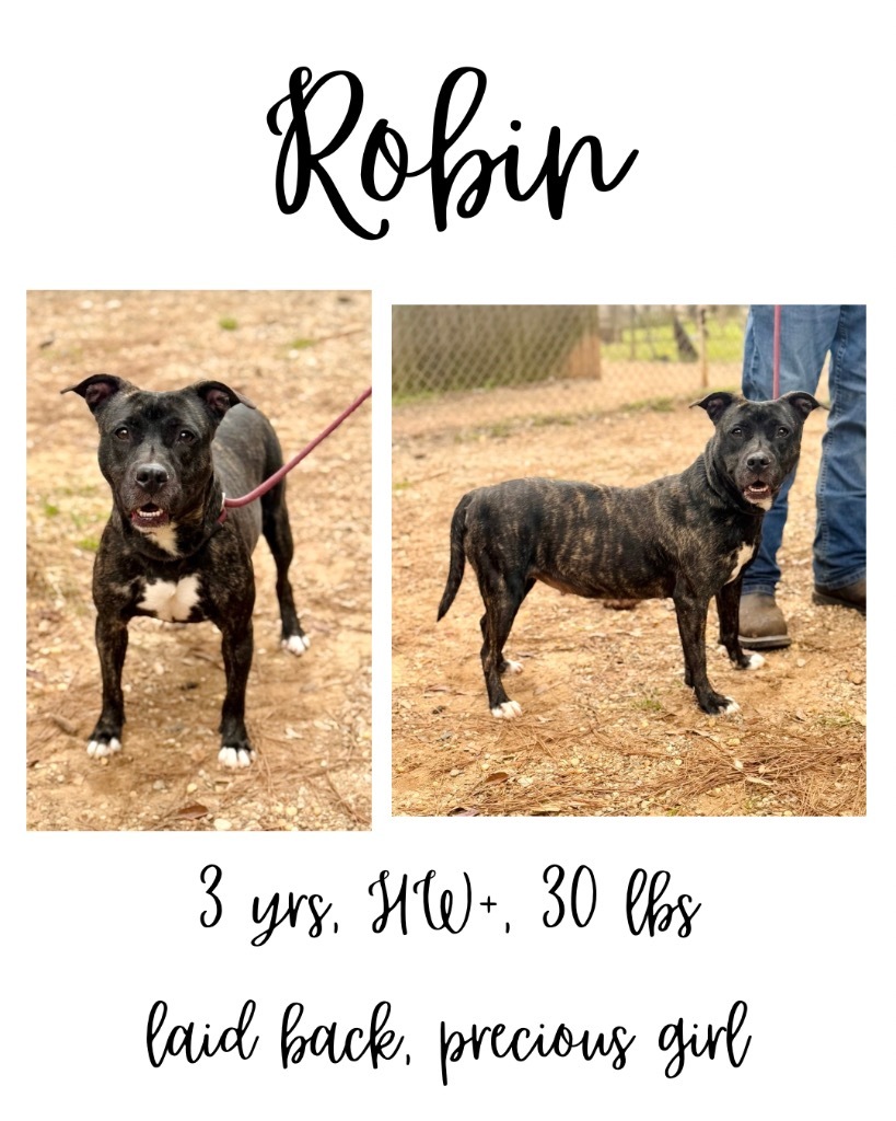 Robin, an adoptable Mixed Breed in Albany, GA, 31706 | Photo Image 1