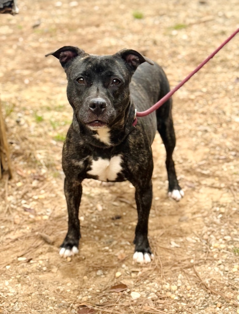 Robin, an adoptable Mixed Breed in Albany, GA, 31706 | Photo Image 2